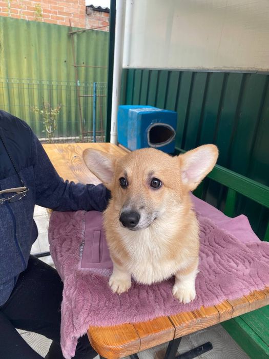 Вельш коргі пемброк КСУ