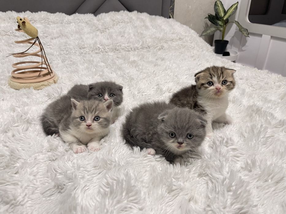 Шотландські висловухі кошенята