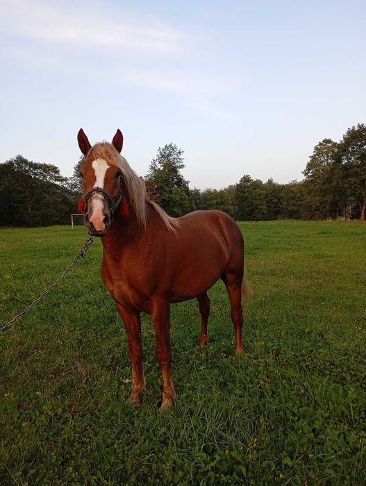 Коні на продаж робочі