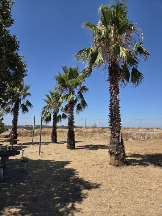 Palmeiras Washingtonia robusta