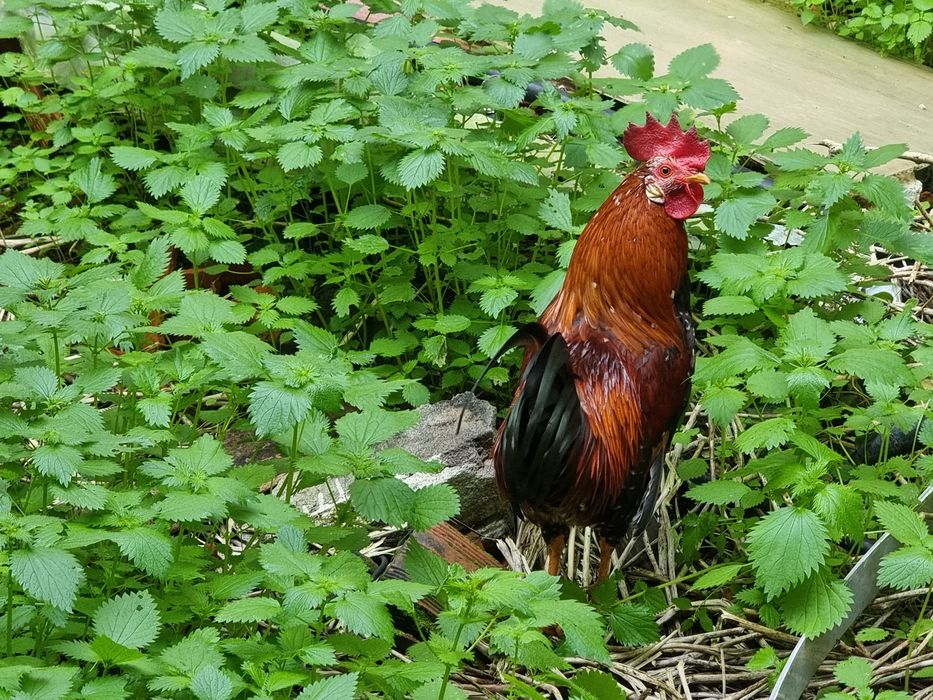 Galo Garnizé Adulto - Muito Bonito e Saudável