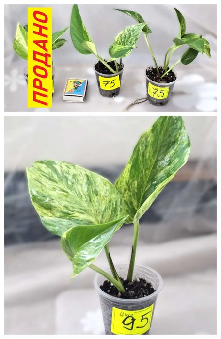 ‼️Колекція епіпремнумів/сциндапсусів