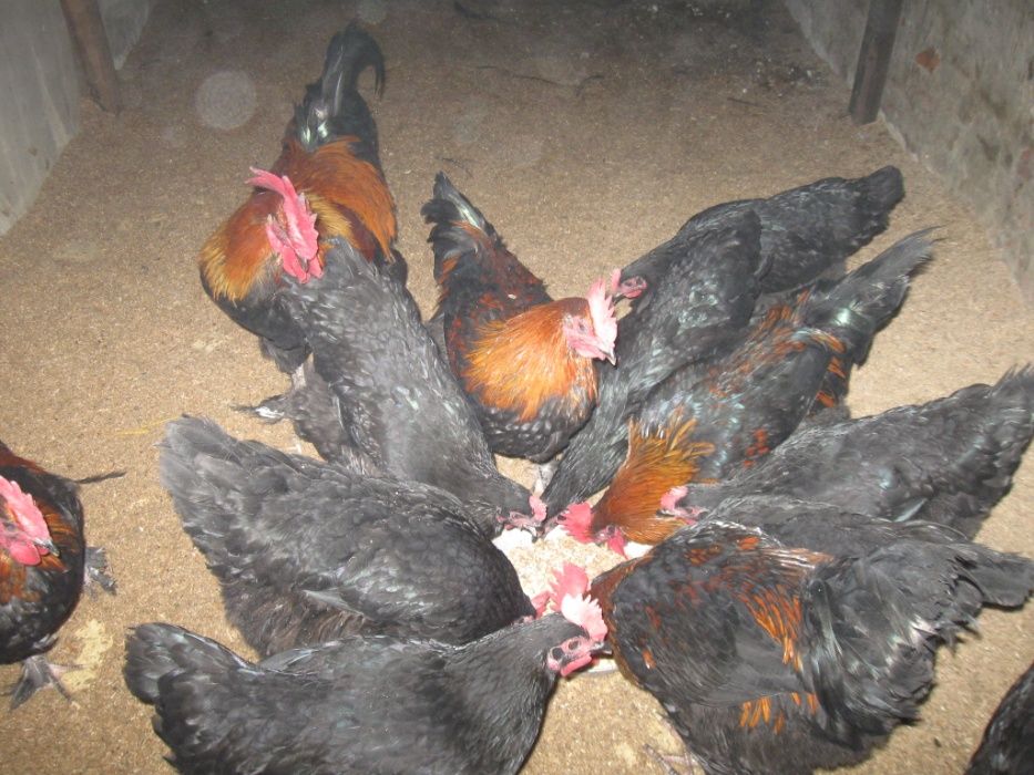 Продам молодых петушков марана чёрно медного.Продам яйца марана .