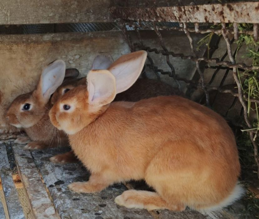 Кролі Бургундської породи