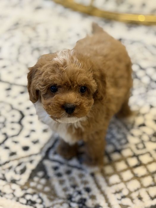 Cavapoo  piesek certyfikat