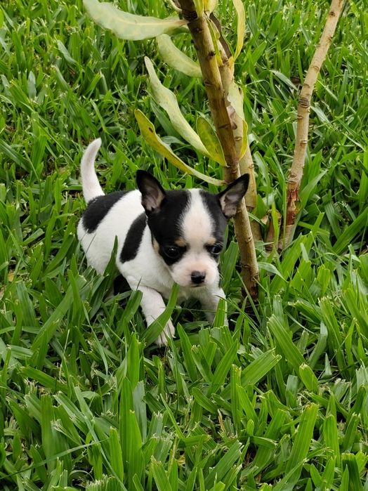 Macho chihuahua disponível