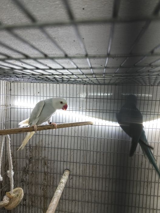 Casal de ringnecks