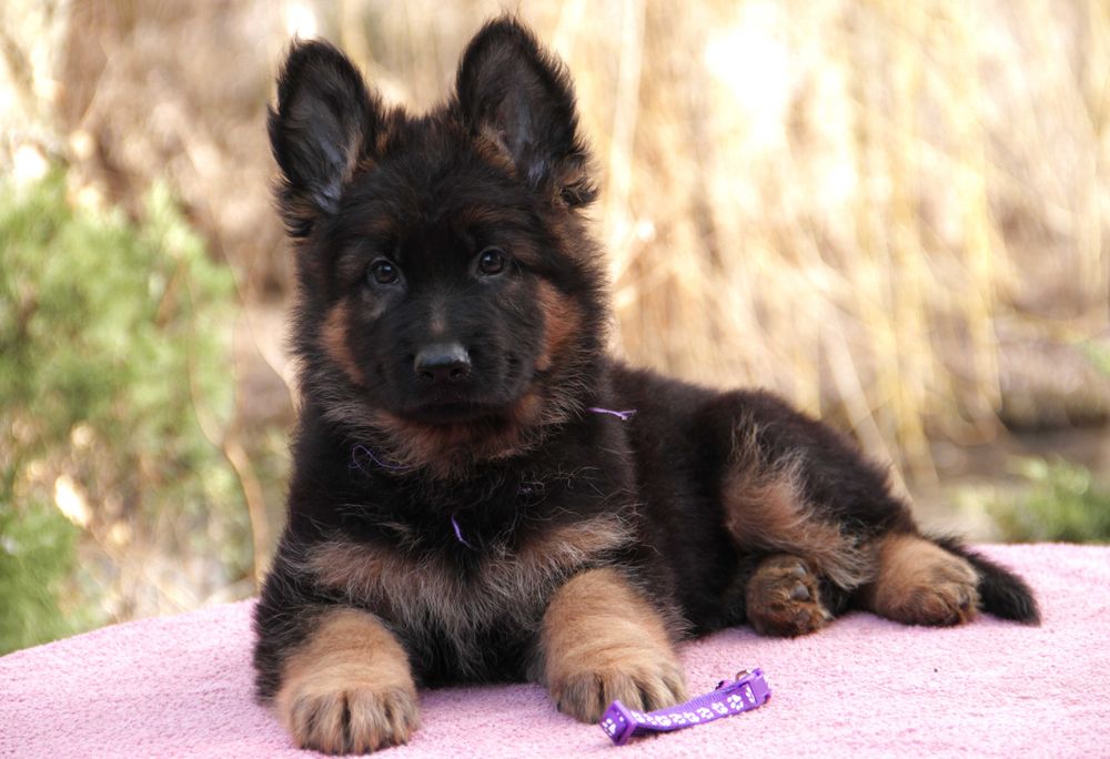 Довгошерстний кобель, німецька вівчарка