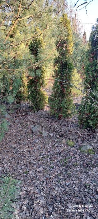 Działka budowlana 780 m² Bożenkowo - Widok 4