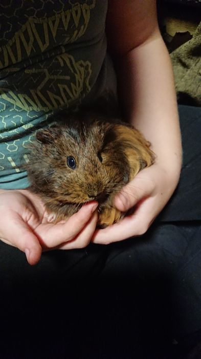 Świnki morskie canvie peruwianki