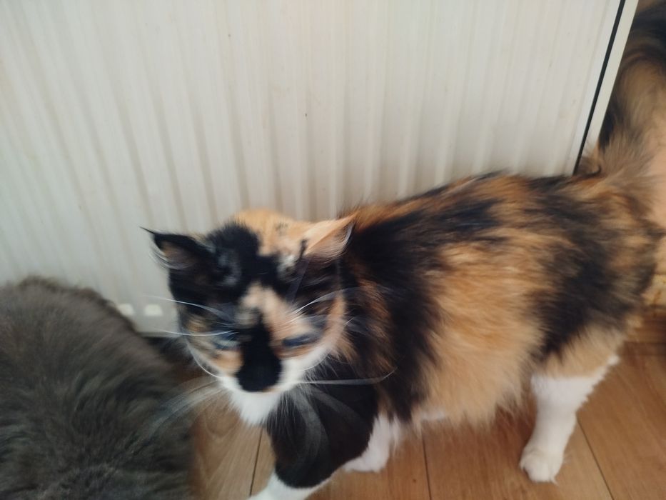 Kotka norweska -do rezerwacji