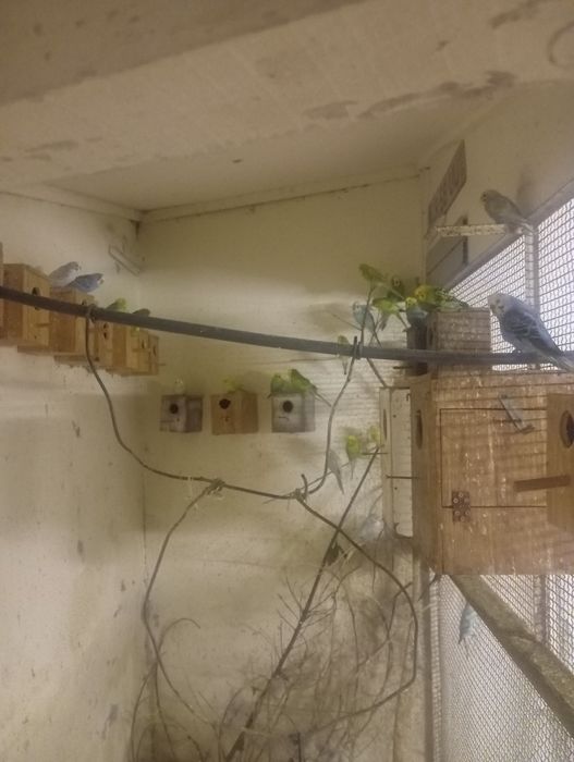 Piriquitos australianos e ingleses