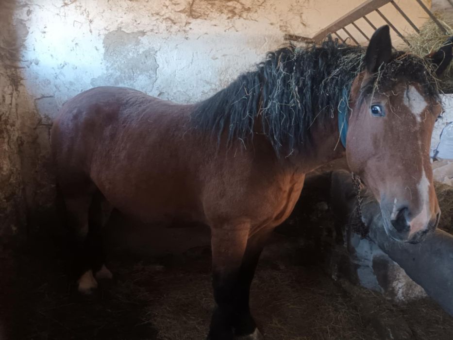 Sprzedam kobyłe zimnokrwistą 4lata