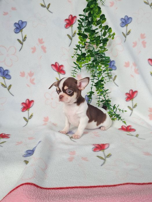 Excelente mini menina Chihuahua/Chiuaua Linhagem Russa de Qualidade