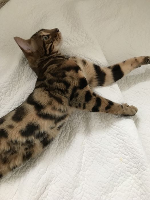 Красивый бенгальский кот для вязки