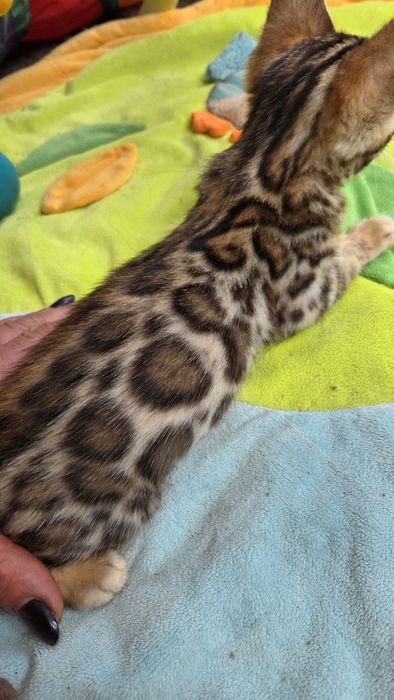 Бенгальский мальчик