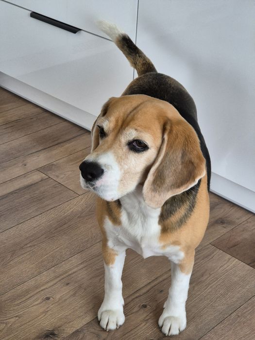 Oddam suczkę rasy beagle
