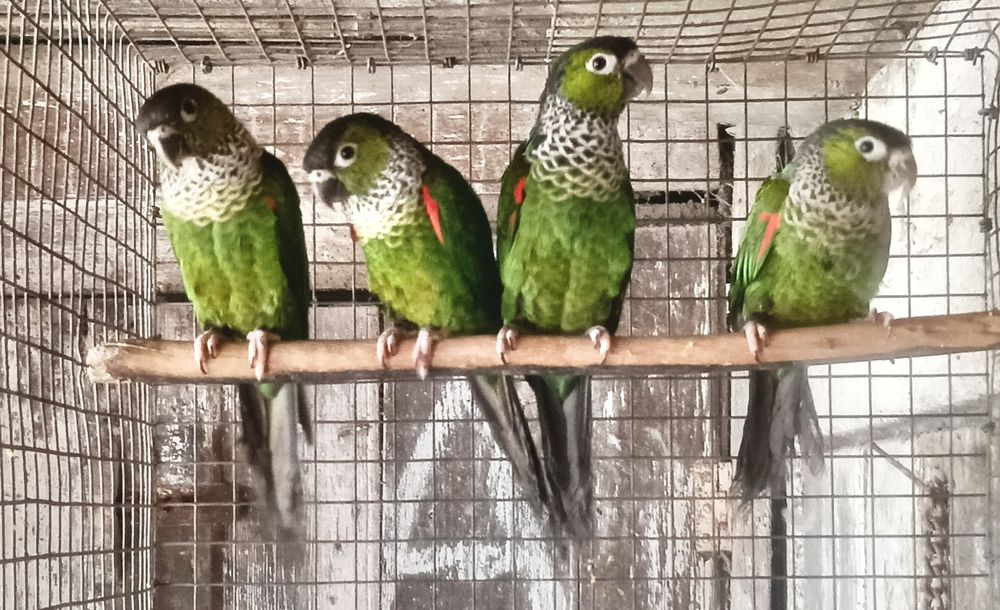 Psitacideos diversos