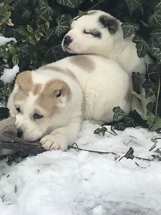 Продаж собаки/щенята алабай