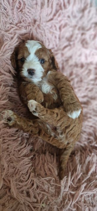 Cavapoo piękna ostatnia sunia