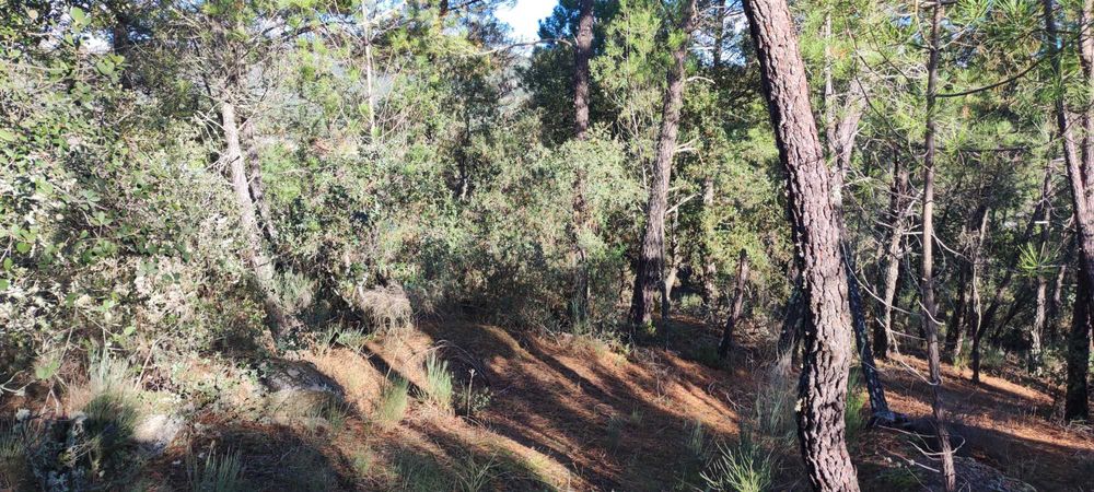 Terreno Rustico com Pinhal