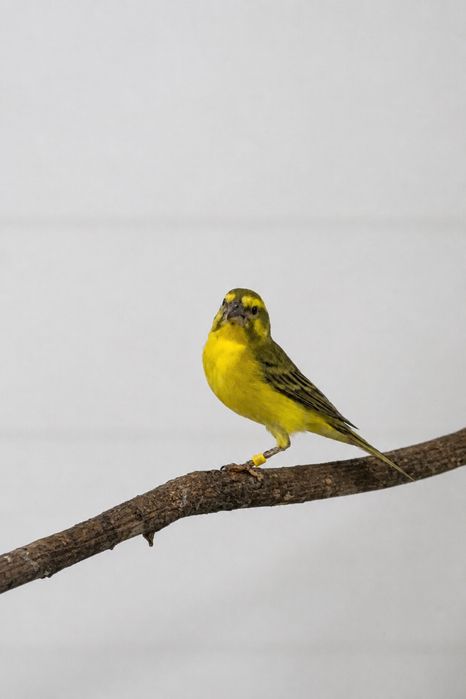 Serinus flaviventris – Machos 2026 disponíveis