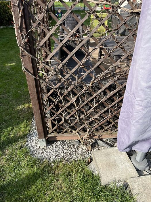 Zamienię winobluszcz trójklapowy