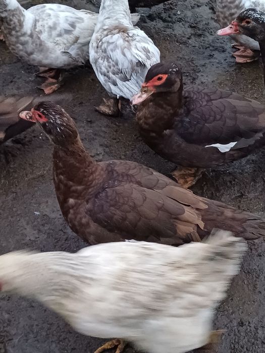 Продам мускусний качки глухі