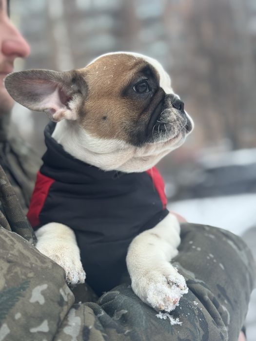 Девочка французского бульдога