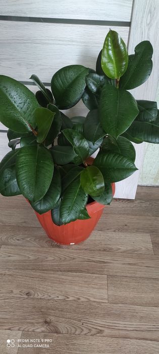 Фикус эластик  крупное растение