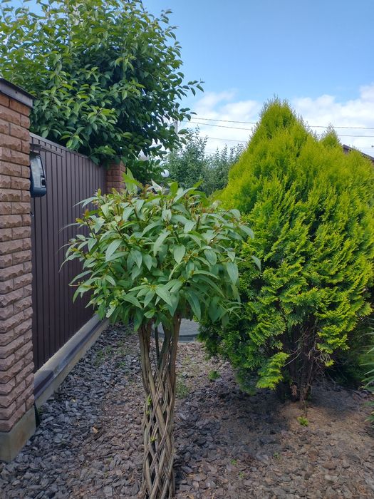 Професійні послуги садівника.