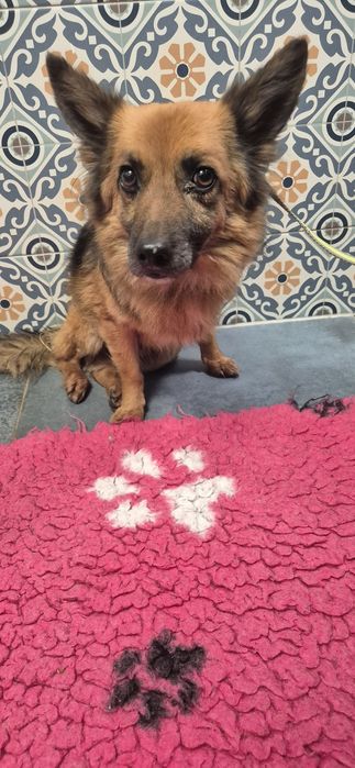 Mały piesek okolo 3 lata