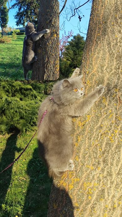 Британські кошенята