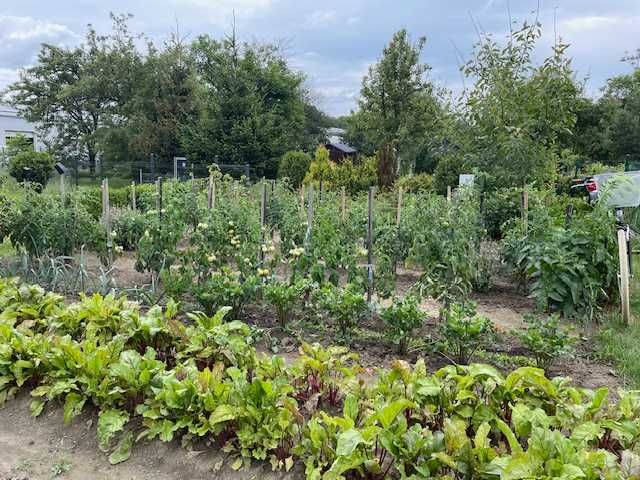 Działka ROD sprzedam