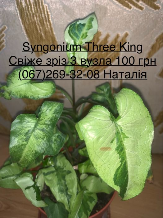 Сингоніум різні види. Мурайя