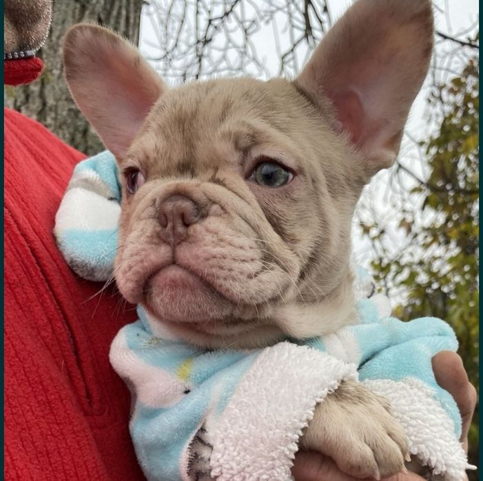 Французик  Izabella merle