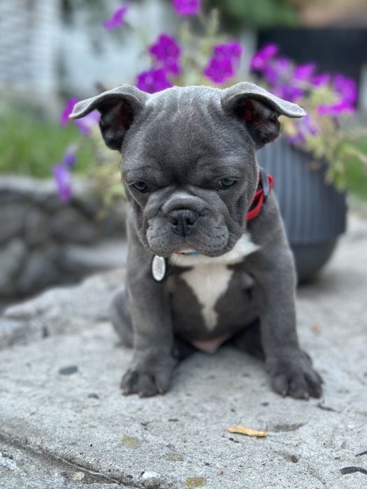 Щенки французского бульдога