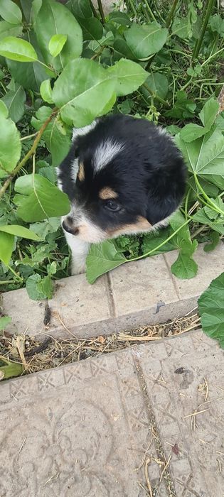 Віддамо цуценят у добрі ручки