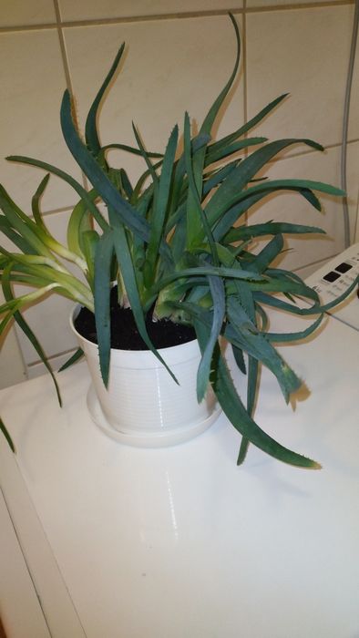 Roślina doniczkowa aloes