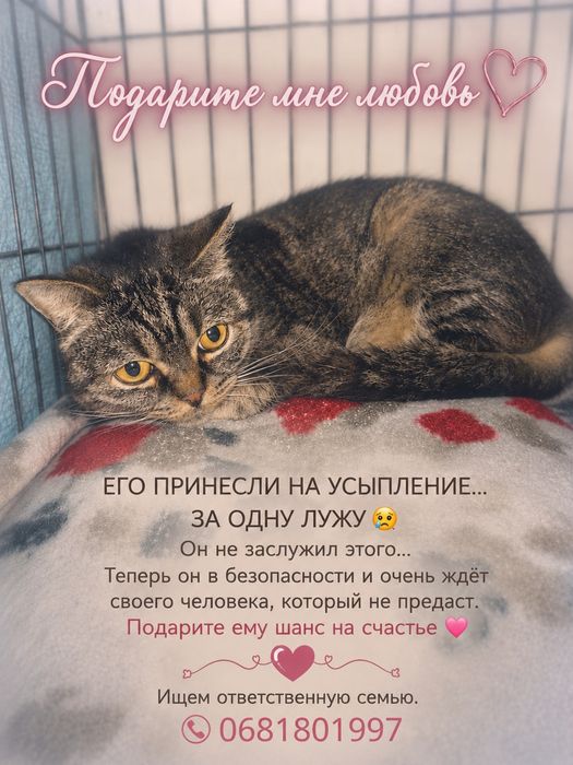 Котик ищет любящее сердце!!