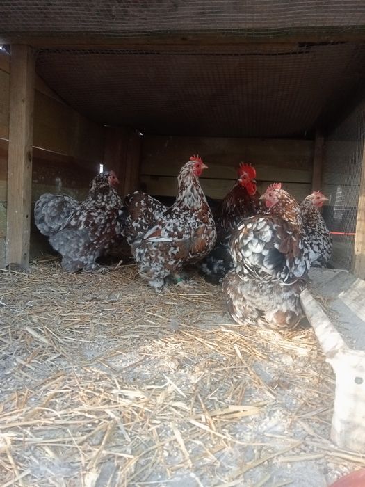 Jaja lęgowe karzełek kochin Brahma silki