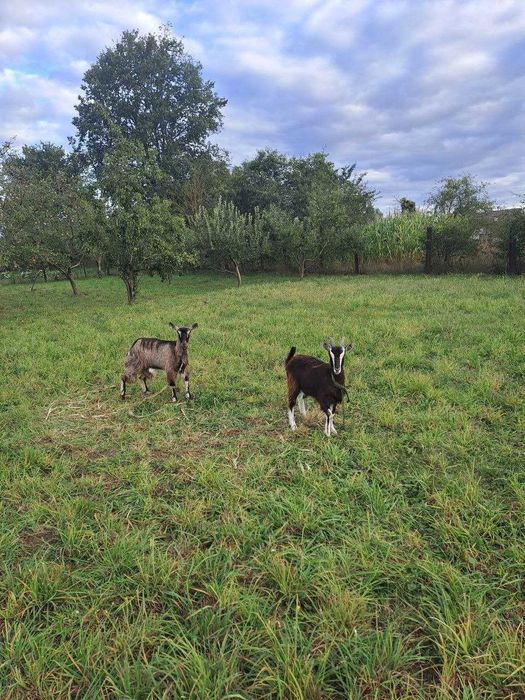 Продаються кози закарпатської породи!!!