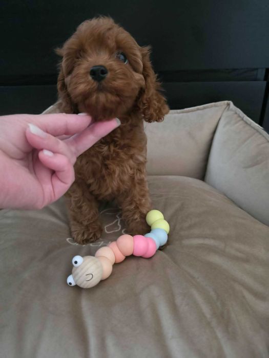 Cavapoo Dziewczynka