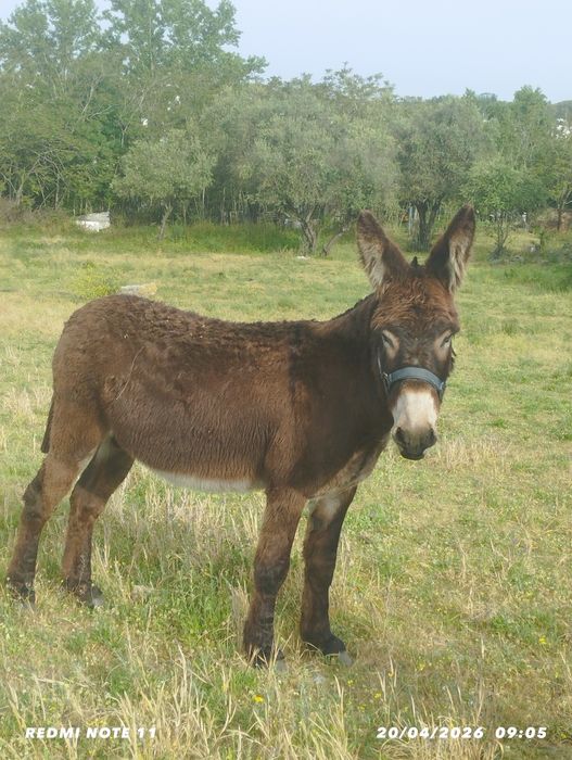 Burro de raça Mirandela para venda.