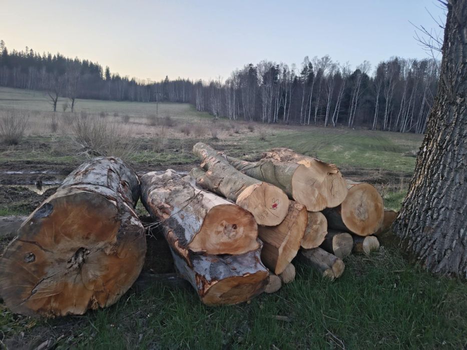 Drewno kominkowe opałowe Buk