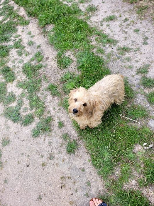 2 pequenos para adoção - 3 meses - mãe cruzada caniche