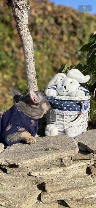 Достойный мальчишка француз