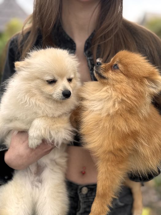 Ведмедики Шпіци в рудому ті беж окрасах