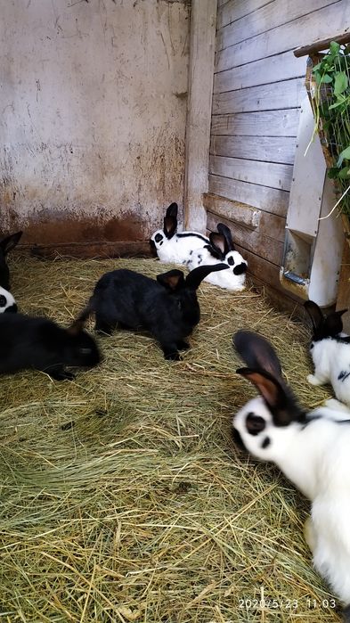Німецький строкач.Продаж.Підбір пар.