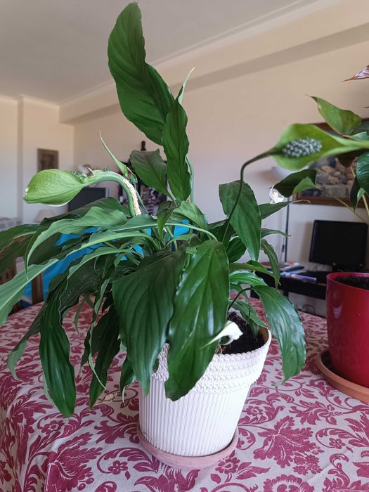 3 Plantas - Antúrios